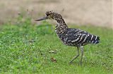 Rufescent Tiger-Heron